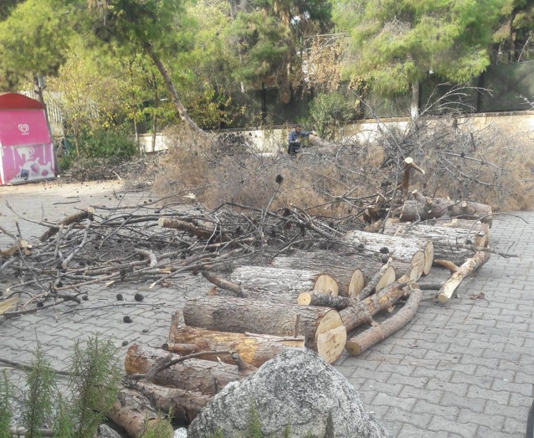 Şanlıurfa'da ağaçlar kesildi