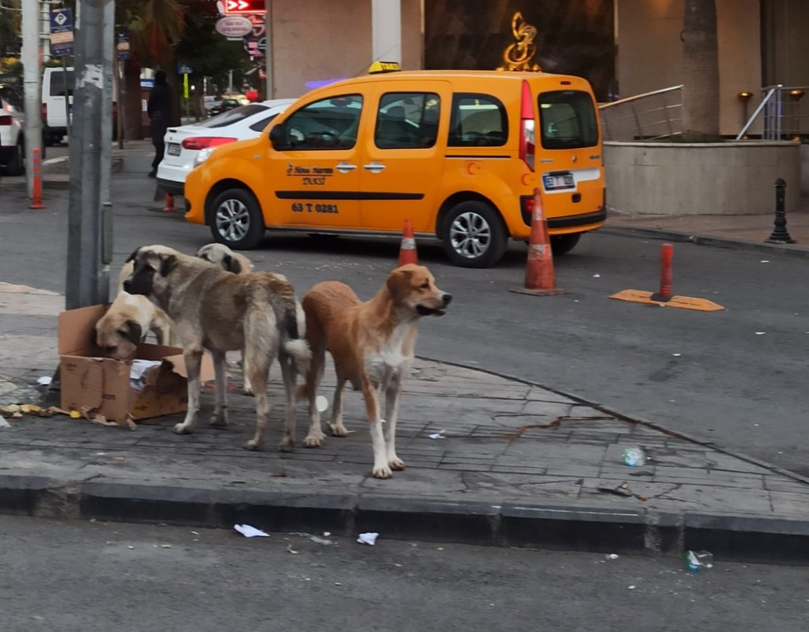 Urfa'da başıboş köpekler tehlike saçıyor