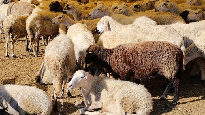 Urfa'da bulunan koyun sayısı belli oldu