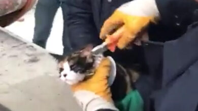 Şanlıurfa'da kedi kurtarma operasyonu