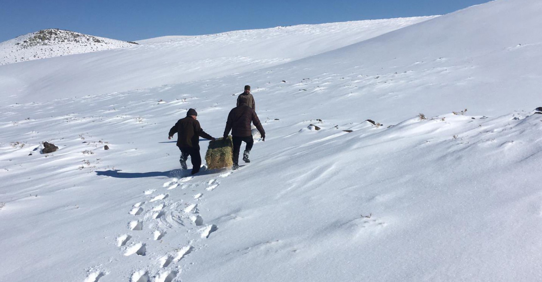 Urfa'da hayvanlar için karlı yolları aştılar