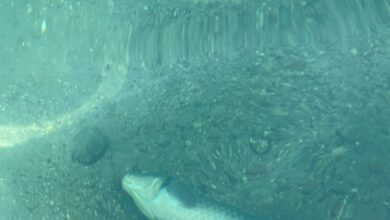 Balıklıgöl'de balık ölümleri devam ediyor
