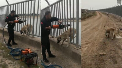 Urfa'da köpek kurtarma operasyonu