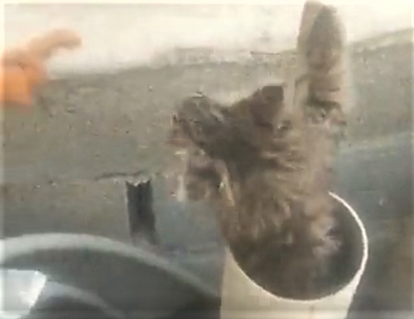 Urfa'da kedi kurtarma operasyonu