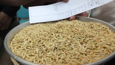 TMO buğday ve arpaya destek primi ödeyecek