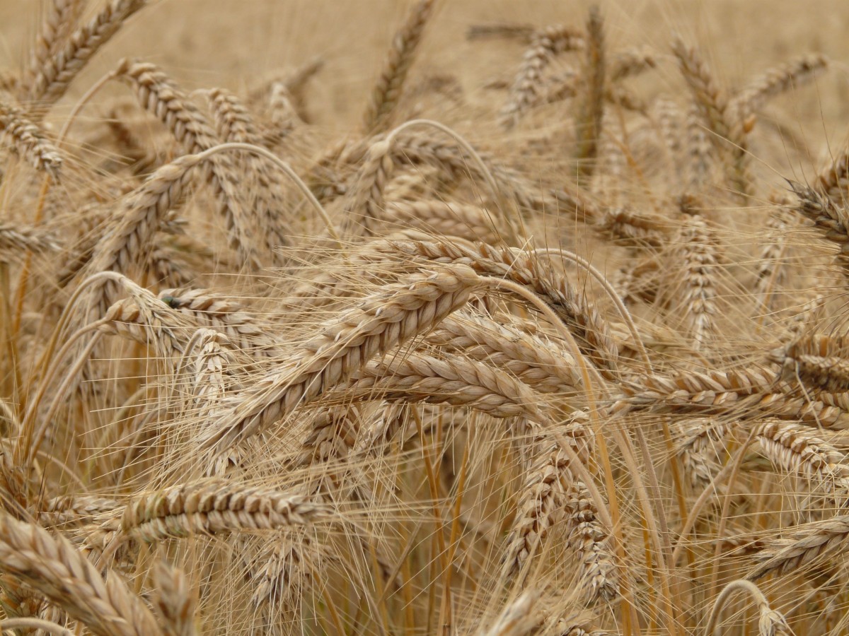 Tohumluk buğday fiyatı yüzde 200 arttı