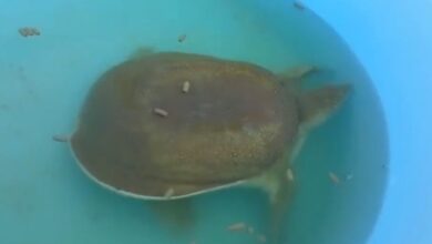 Birecik'te yaralı halde yavru Fırat kaplumbağası bulundu