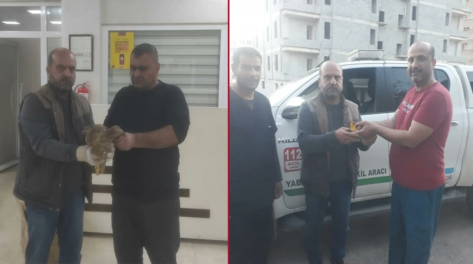 Urfa'da yaralı haldeki sarı asma kuşu ve kızıl şahin tedaviye alındı