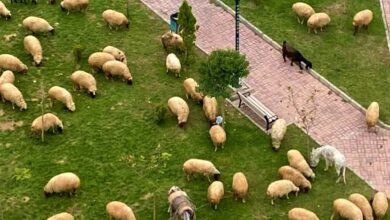 Çoban, koyunları şehrin göbeğindeki parkta otlattı