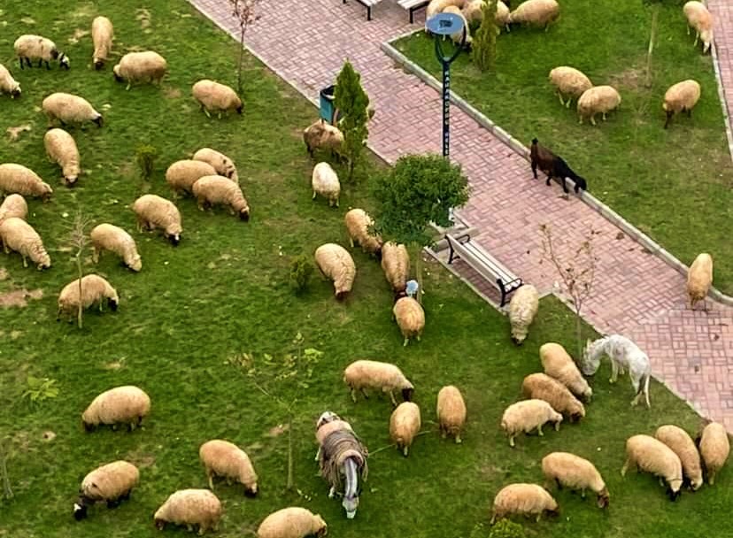 Çoban, koyunları şehrin göbeğindeki parkta otlattı