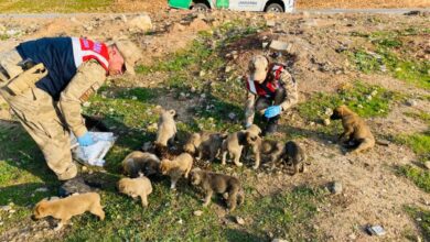 Şanlıurfa'da HAYDİ ekipleri sokak hayvanlarını unutmadı