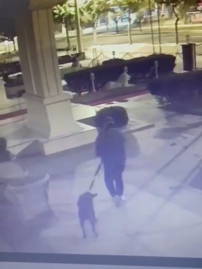 Urfa'da köpek hırsızlığı güvenlik kameralarına yansıdı