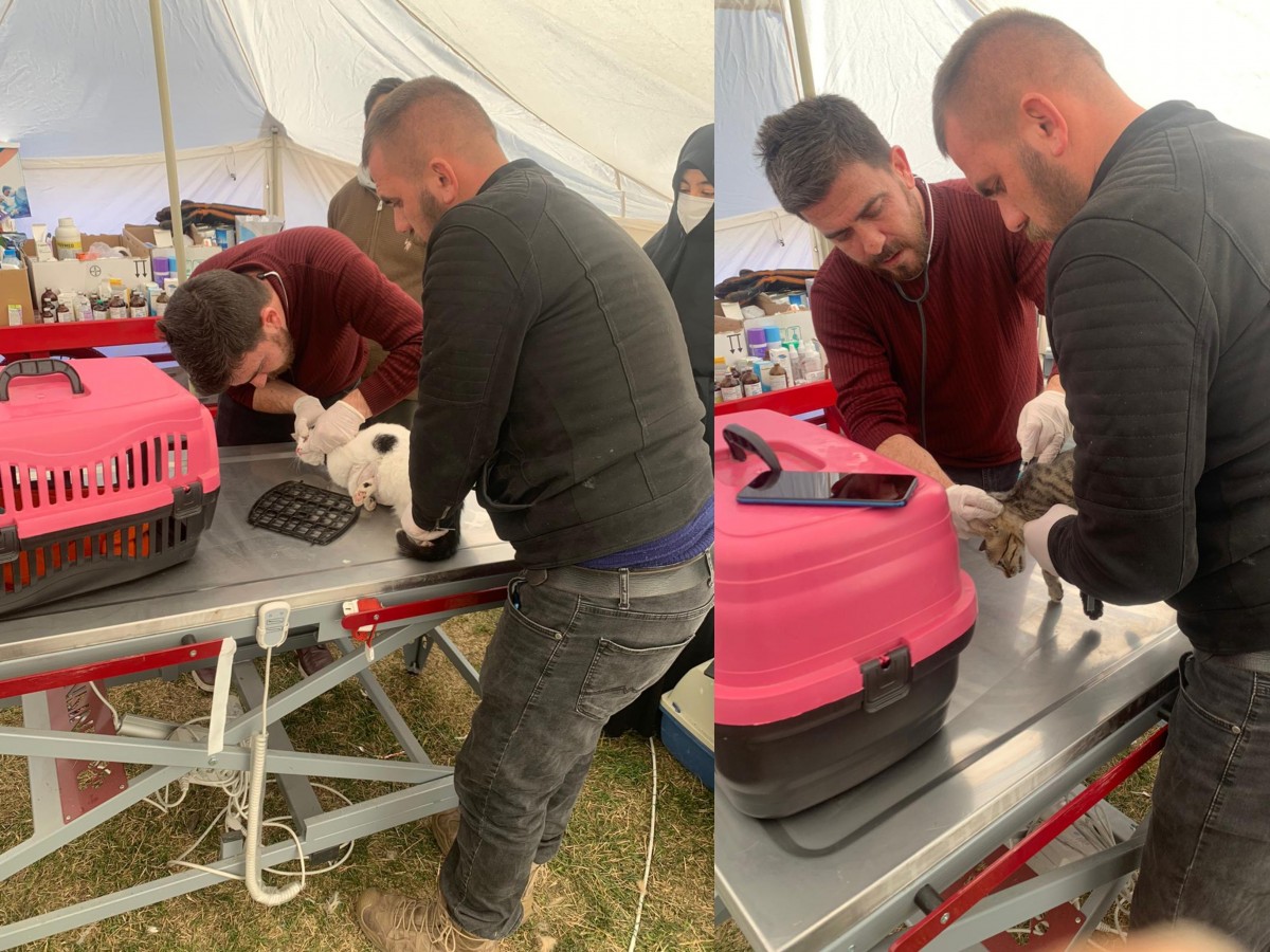 Büyükşehir Belediyesi, Adıyaman'da sokak hayvanları için çadır hastane kurdu