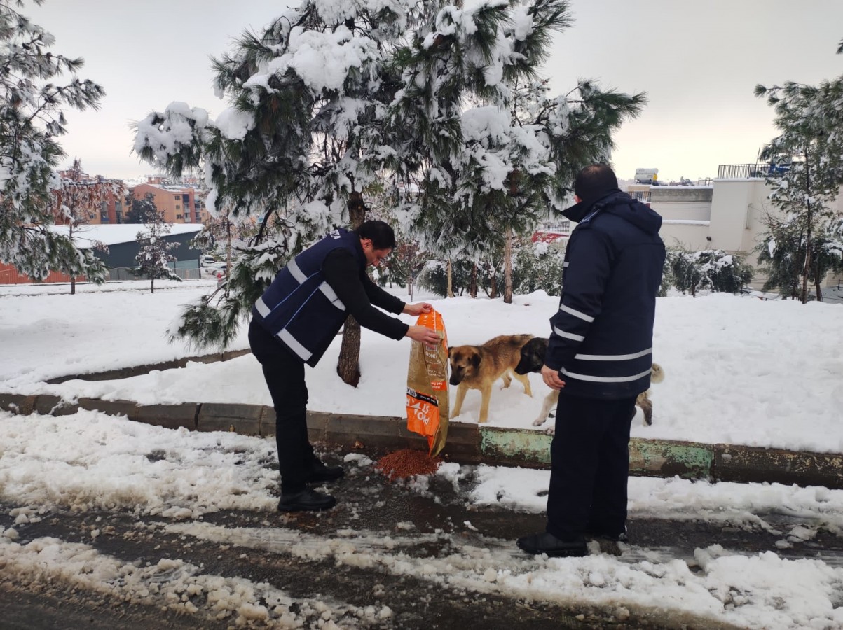 Eyyübiye Belediyesi sokak hayvanlarını unutmadı