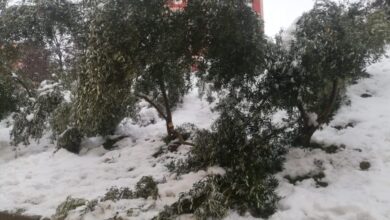 Eyyübiye'de zeytin ağaçları kardan zarar gördü!