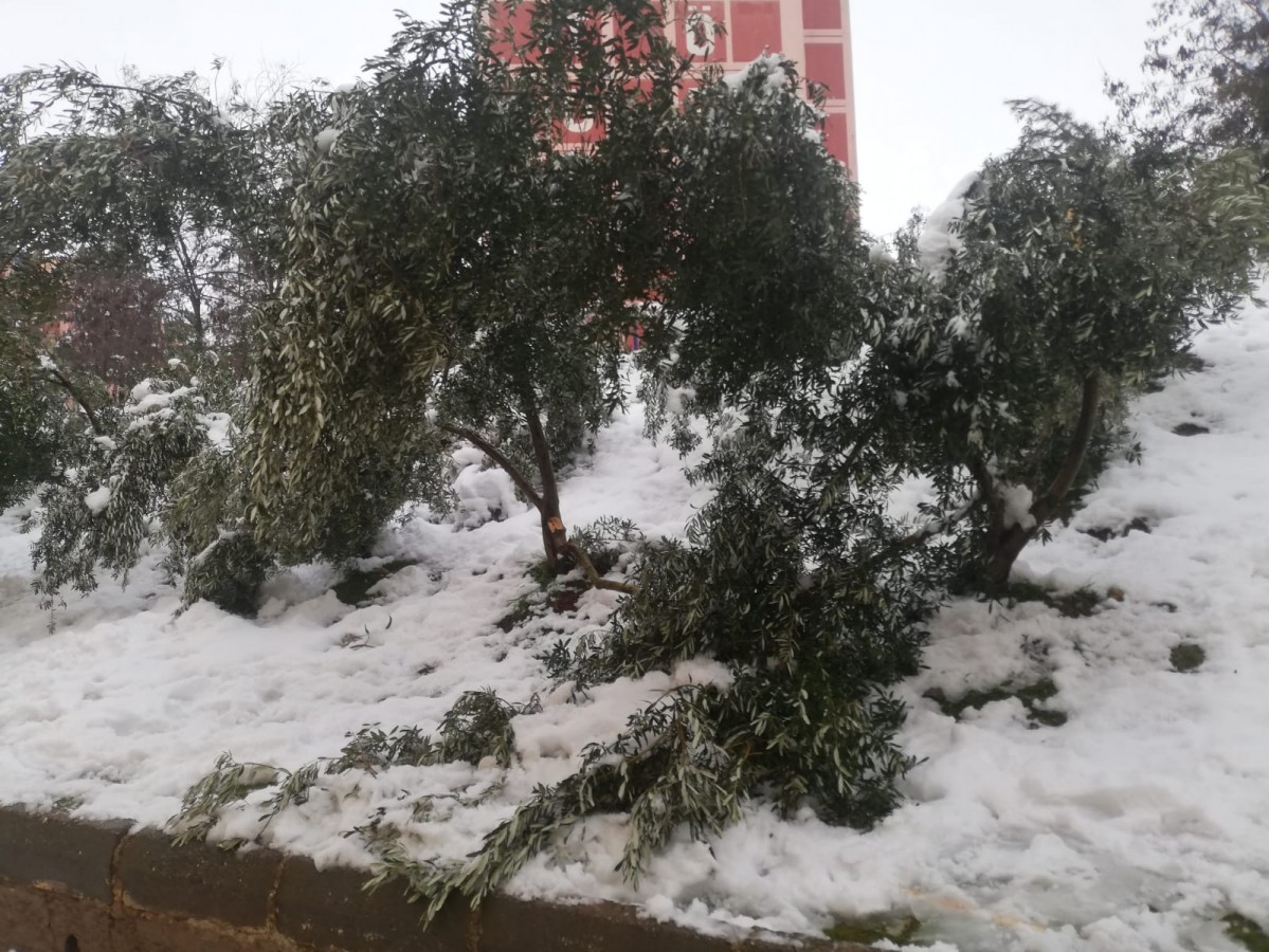 Eyyübiye'de zeytin ağaçları kardan zarar gördü!