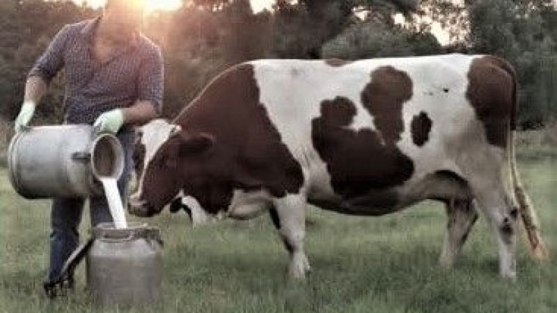 TÜİK açıkladı: Ocak'ta inek sütü üretimi arttı, beyaz et üretimi azaldı