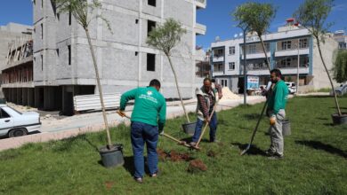 Haliliye Belediyesi parklarda ağaçlandırma çalışması yapıyor