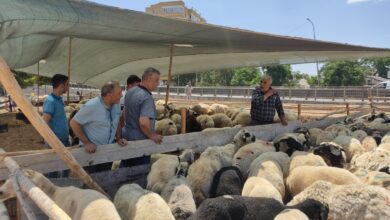 Urfa kent merkezine ilk kurbanlıklar gelmeye başladı