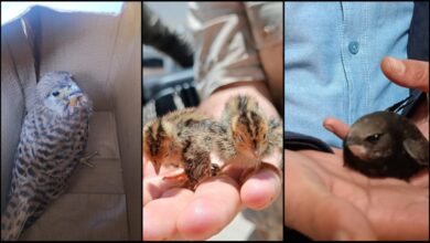 Urfa'da yavru kuşlar doğada bitkin halde bulundu