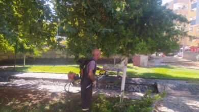 Viranşehir'de parklarda bakım ve budama çalışması