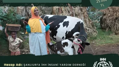 Şanlıurfa İHH'dan Etiyopyalı/Habeşistanlı yetim ailelere inek desteği