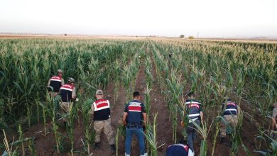 Suruç'ta mısır tarlasında 160 bin kök kenevir ele geçirildi