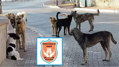 Başıboş köpek kaynaklı ölümlerde Urfa ilk sırada