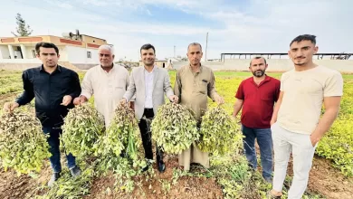 Urfa'da yer fıstığı üretimi artıyor