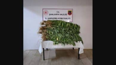 Halfeti’de emniyet ekipleri, narkotik suçlarla mücadele kapsamında, yasadışı kenevir ekimi yaptığı belirlenen bir şahsı gözaltına aldı.