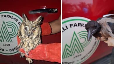 Şanlıurfa’da vatandaşlar tarafından bulunan güçten düşmüş karga ve baykuşun tedavisi DKMP ekipleri tarafından başlatıldı.