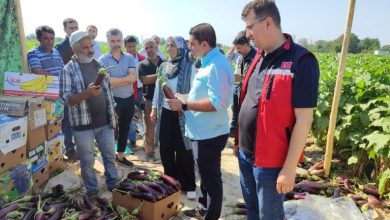 Birecik’te yetişen, ince kabuğu ve eşsiz tadıyla diğer patlıcan türlerinden farklı olan tescilli Birecik patlıcanının hasadı başladı.
