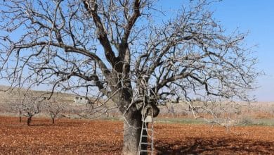 Halfeti’de 300 Yıllık Fıstık Ağacı, Meyve Vermeye Devam Ediyor