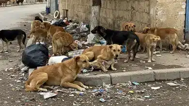 Sokakta yürürken başıboş köpeklerin saldırısına uğrayan D.S. isimli şahıs hastaneye kaldırıldı, köpeğin kuduz olup olmadığı araştırılıyor.
