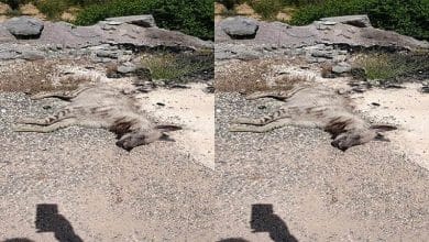 Leşle beslenen ve doğanın çöpçüsü olarak bilinen sırtlanlar, ekosistemin sağlığı için kritik önemde