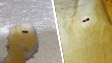 Şanlıurfa’da ekmek alan bir vatandaş, karşılaştığı manzara karşısında büyük şaşkınlık yaşadı.