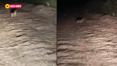 Şanlıurfa’nın Suruç ilçesinde bir çiftçi, tarlasına giderken nadir rastlanan bir çakal sürüsüyle karşılaştı ve o anları cep telefonuyla kaydetti.