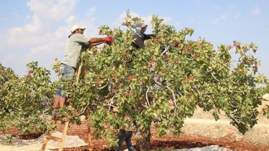 Ticaret Bakanlığı’nın ek gümrük vergisini kaldırmasının ardından Şanlıurfa fıstık halinde fiyatlarda kilogram başına 40 ile 100 TL arasında düşüş yaşandı.