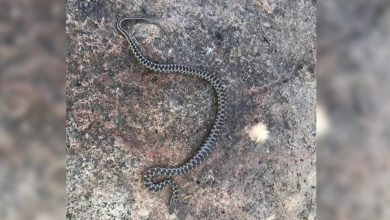 Şanlıurfa’nın Eyyübiye ilçesinde vatandaşlar, soğuk havaların etkisiyle kış uykusuna hazırlanan bir yılanı görüntüledi.