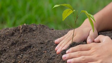 “Geleceğe Nefes” kampanyası kapsamında, Türkiye genelinde olduğu gibi Şanlıurfa’da da 11 Kasım’da saat 11.00’de milyonlarca fidan dikilecek. Vatandaşlar fidan sahiplenme ve bağış işlemlerini çevrim içi olarak gerçekleştirebiliyor.
