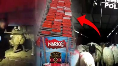 Siirt’in Baykan ilçesinde durdurulan bir çekicide, 29 küçükbaş hayvanın karın boşluklarına gizlenmiş halde 54,6 kilogram metamfetamin ele geçirildi, 2 şüpheli gözaltına alındı.