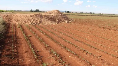 Tarım arazilerinde izinsiz yapılaşmaya karşı denetimlerini sıklaştıran Şanlıurfa Valiliği, yüzlerce yapı hakkında işlem yaptı, milyonlarca liralık ceza uygulandı.