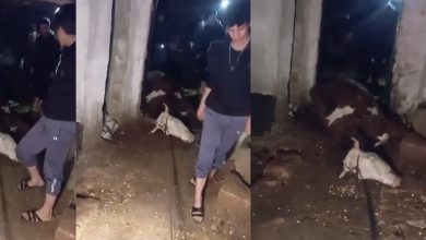 Akşam saatlerinde Şanlıurfa’nın Halfeti ilçesine bağlı kırsal Bozak Mahallesi’nde yaşanan olay, bir aileyi geçim kaynağından etti.