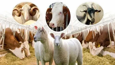 Kurban Bayramı’nda pazarda satılamayan hayvanlar Et ve Süt Kurumu tarafından satın alınacak; amaç hem üreticiyi korumak hem de et piyasasını dengelemek.